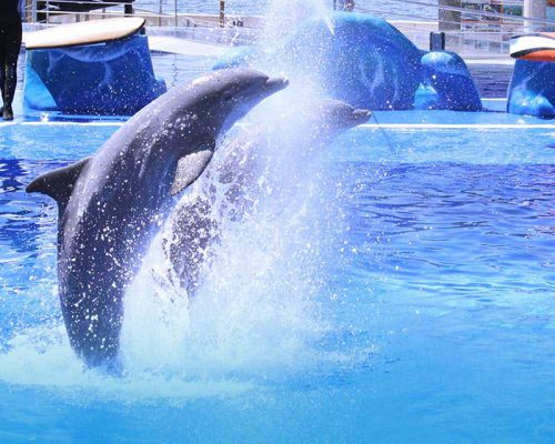 Marineland Mallorca