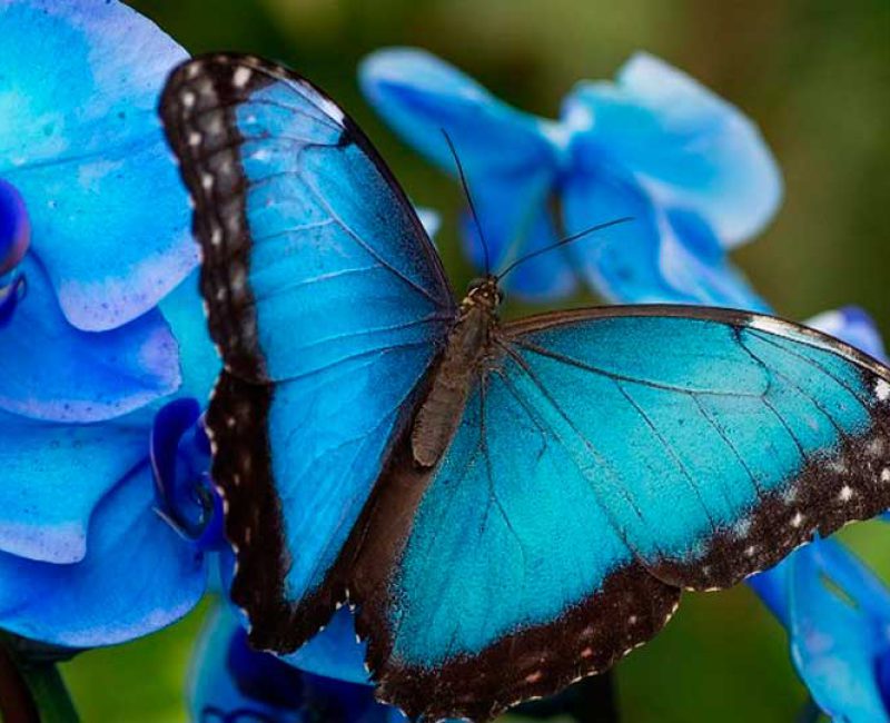 Mariposario Benalmadena