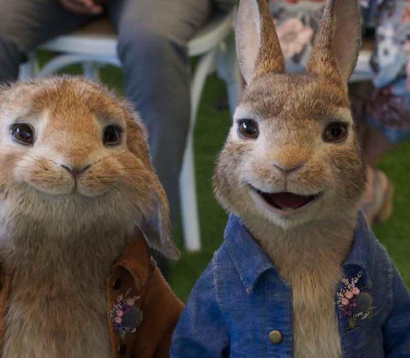 pelicula peter rabbit 2