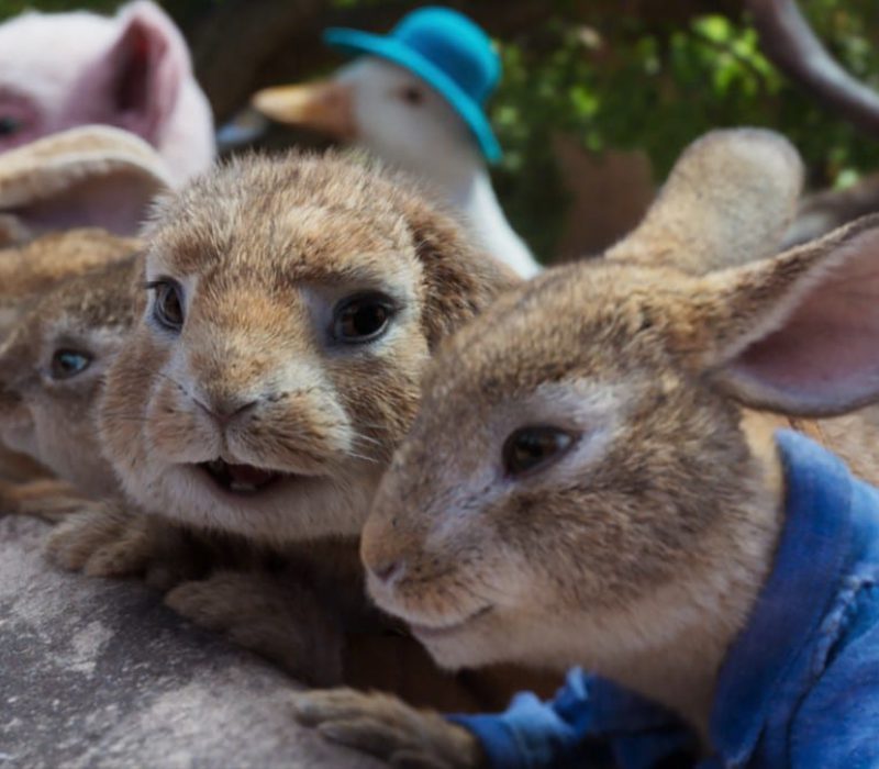 peter rabbit 2 pelicula 2020