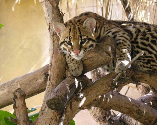 Terra Natura Benidorm con niños