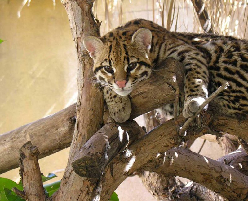 Terra Natura Benidorm con niños